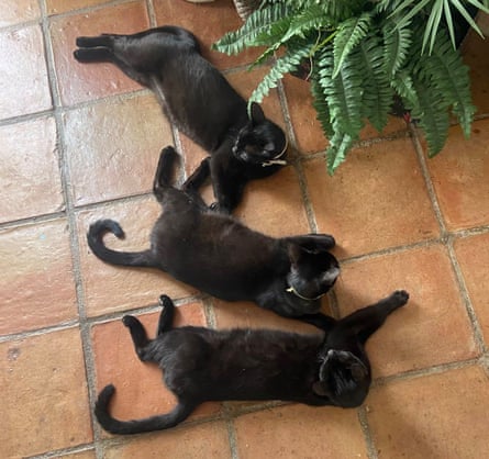 Three black cats lying down on tiled floor