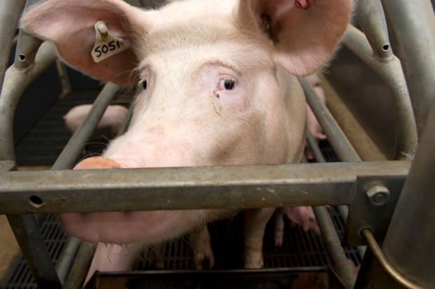 A pig in a pen on a UK pig farm