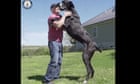 The world’s tallest dog is an adorable scaredy cat, his owners say
