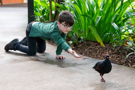 Hugo Hill on hands and knees on the floor reaching out to a small black bird