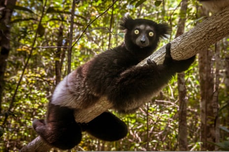 The secretive indri of Madagascar, the largest living lemur.