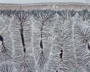 A section of the crushing tooth of an eagle ray (Myliobatis aquila). A hard superficial layer of enameloid (En) overlies the underlying osteodentine (Ost). Unlike dentine in mammals, the central pulp is subdivided into numerous pulp cavities (P).