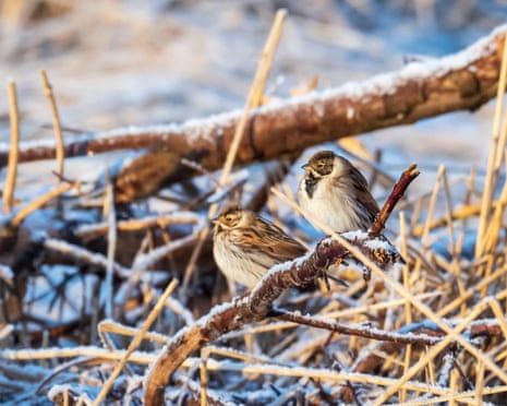 A pair of reed bunting (Emberiza schoeniclus) at Leighton Moss, Lancashire.