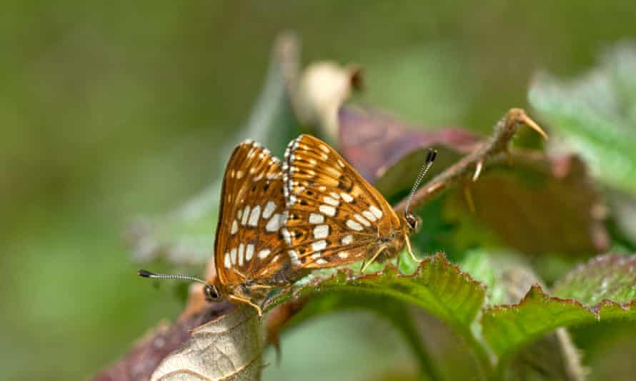 Duke of Burgundy fritillary is one species that has increased due to conservation efforts