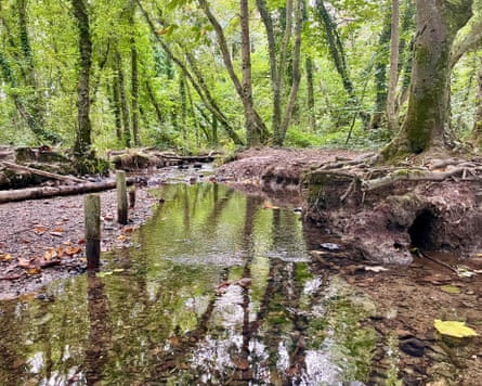 A stream in woodland