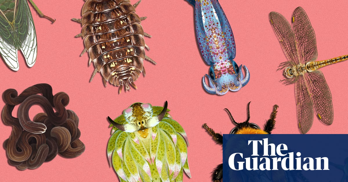 Invertebrate of the year 2026: vote for your favourite