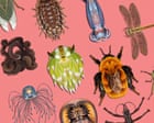 Crush-worthy cephalopods and beautiful bugs – vote for the invertebrate of the year