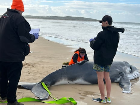 The humpback whale calf that died after becoming stranded on Greenhills Beach in Cronulla, NSW.