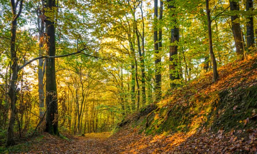 A forest trail in Papuk.