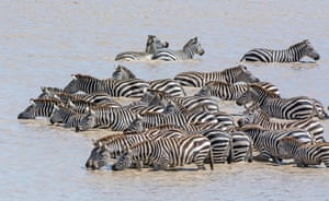 In many countries Plains Zebra are only found in protected areas, yet population reductions have been recorded in 10 out of the 17 range states since 1992. The Plains Zebra is threatened by hunters seeking bushmeat and skins.