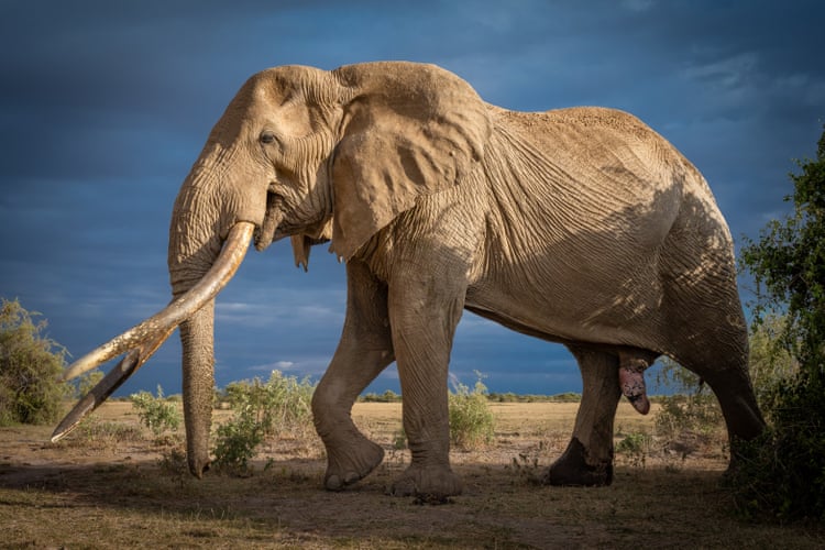 Trophy hunter killings spark fierce battle over the future of super tusker elephants Craig the super tusker, one of the largest elephants in the world, outside Amboseli national park in Kenya.Photograph: Lensalot/Getty Images