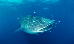 enormous whale shark swims in blue water