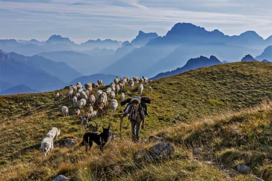 Fabio drives his flock of 1,000 sheep through the Fochet pastures above the village of Falcade in the Belluno Dolomites.