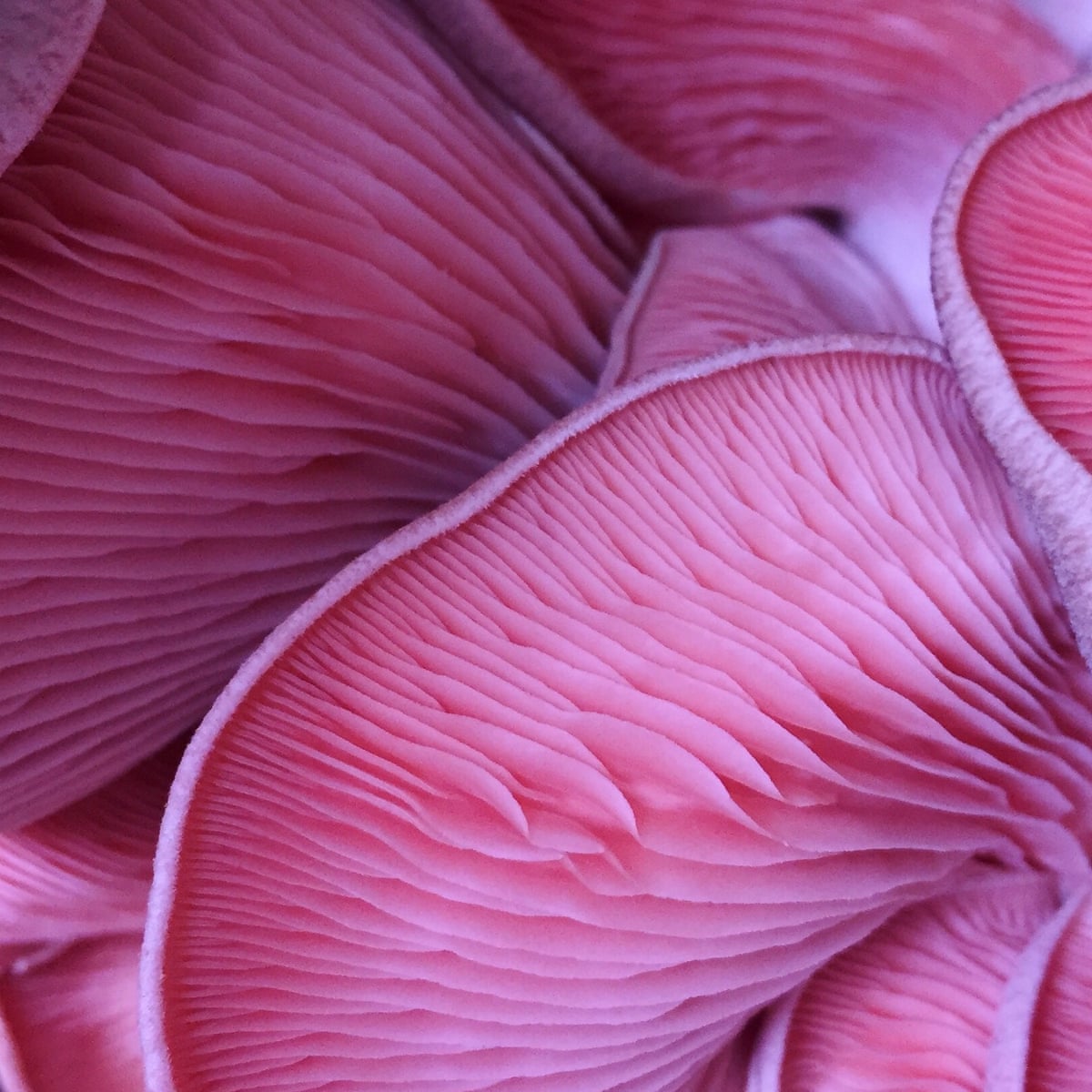 Indoor Neon Lit Mushroom Farms Are New York S Hottest New Food Trend Food The Guardian