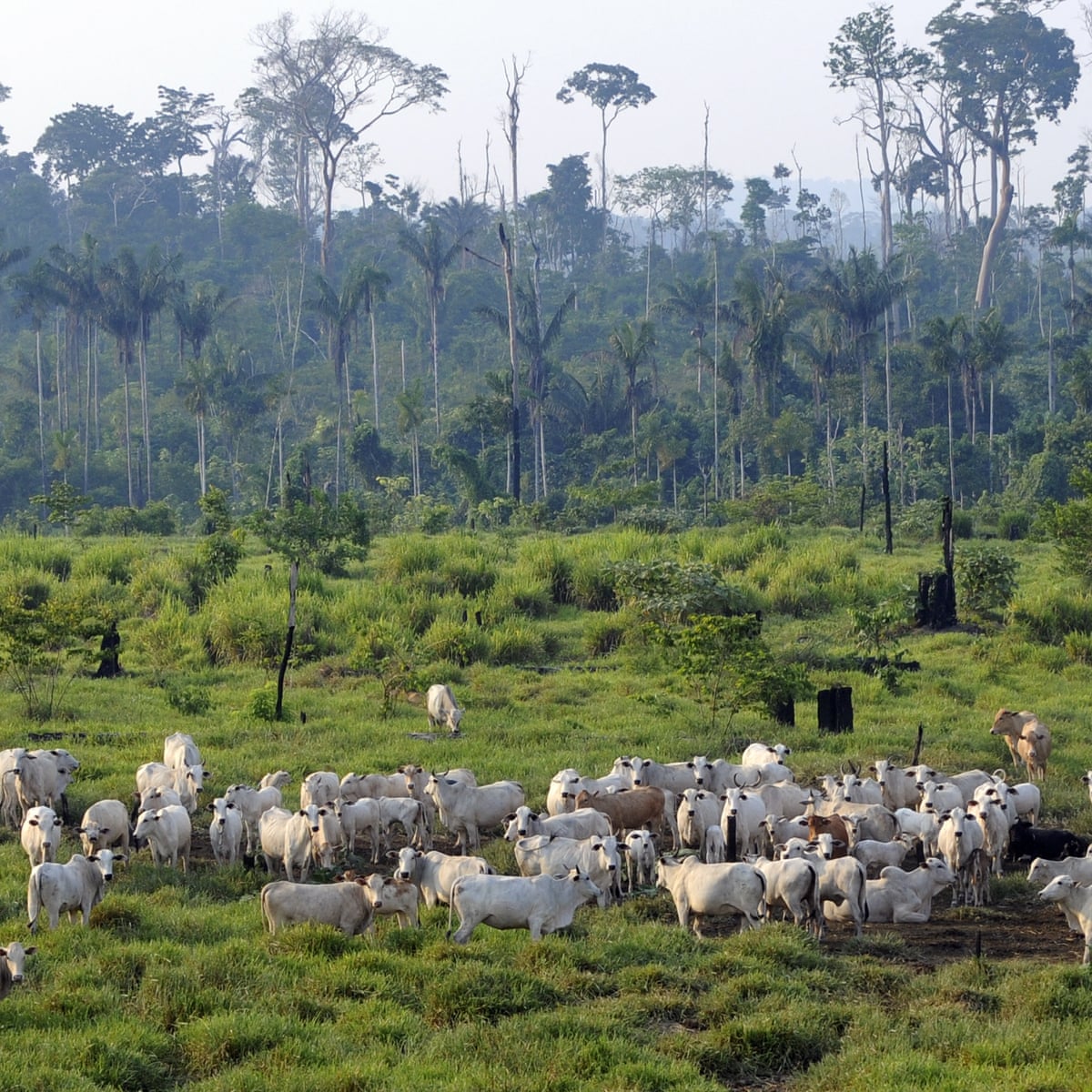 Avoiding Meat And Dairy Is Single Biggest Way To Reduce Your Impact On Earth Farming The Guardian