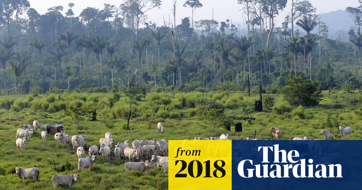 Avoiding meat and dairy is ‘single biggest way’ to reduce your impact on Earth