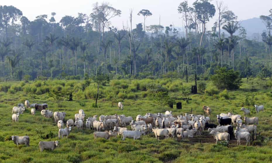 Cattle at an illegal settlement in the Jamanxim National Forest, northern Brazil.