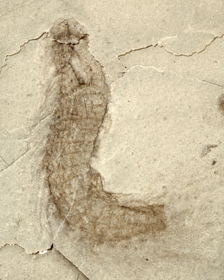 A fossilised kinorhynch, otherwise known as a mud dragon.
