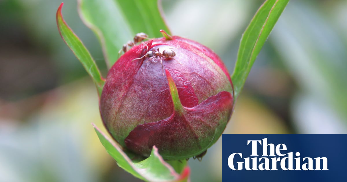 Country diary: garden ants make a beeline for my peonies | Insects ...