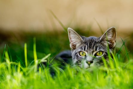 Tabby cat in hunting stance in grass