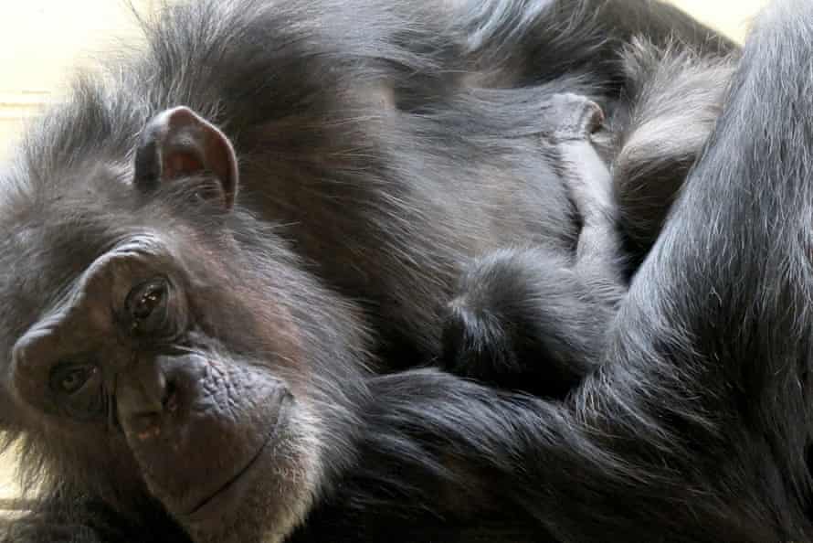 Undated handout photo issued by Royal Zoological Society of Scotland (RZSS) of the new baby chimpanzee, with mother Heleen, that was born at Edinburgh Zoo on Monday February 3.