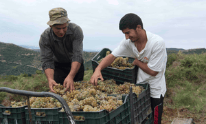 Grape white hope … harvest time at Cobo Winery, Albania. 