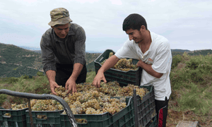 Grape white hope … harvest time at Cobo Winery, Albania.