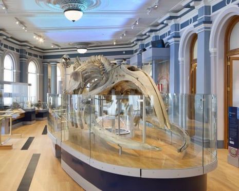 A large whale skeleton is displayed in a glass case at Hull Maritime Museum's Age of Sail gallery
