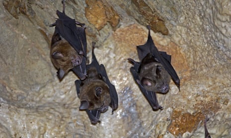 Horseshoe bats may have been the primary source of the disease.