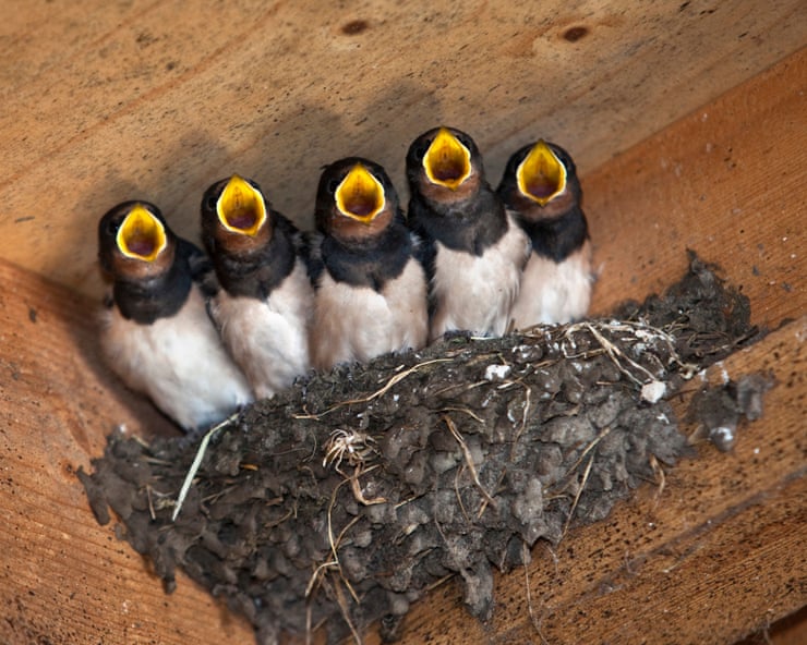 Autumn is approaching – but some birds will attempt a high-risk third brood Autumn is approaching – but some birds will attempt a high-risk third brood