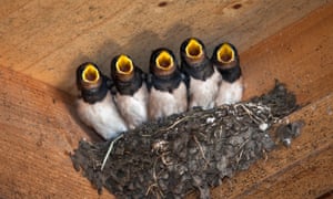 A single brood of young swallows will eat about 150,000 insects between hatching and flying the nest.