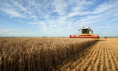 Harvesting wheat in Norfolk