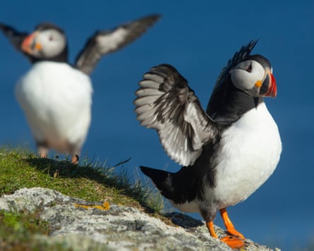 Two puffins about to fly off a cliff