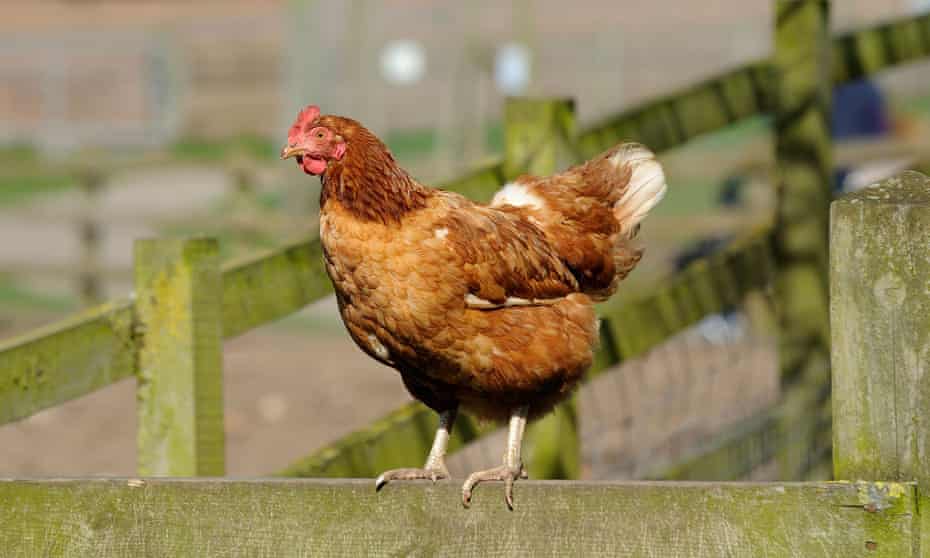 Hen on a fence