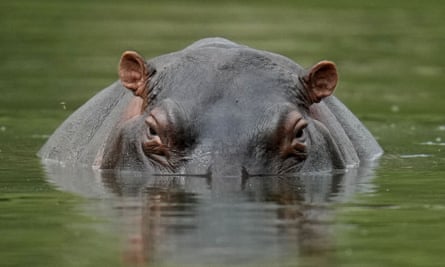 A hippo in the lagoon at Hacienda Nápoles park, once the private estate of Pablo Escobar, in Colombia
