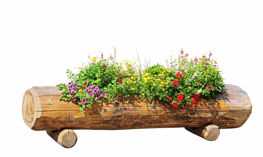 No outdoor space? Why you don’t need a garden to garden | Gardening advice 2 log planter with bedding plants
