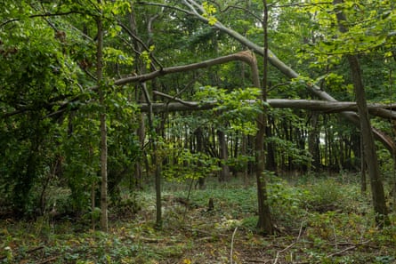 Carolinian forests on Pelee Island