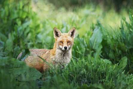 A fox in long grass