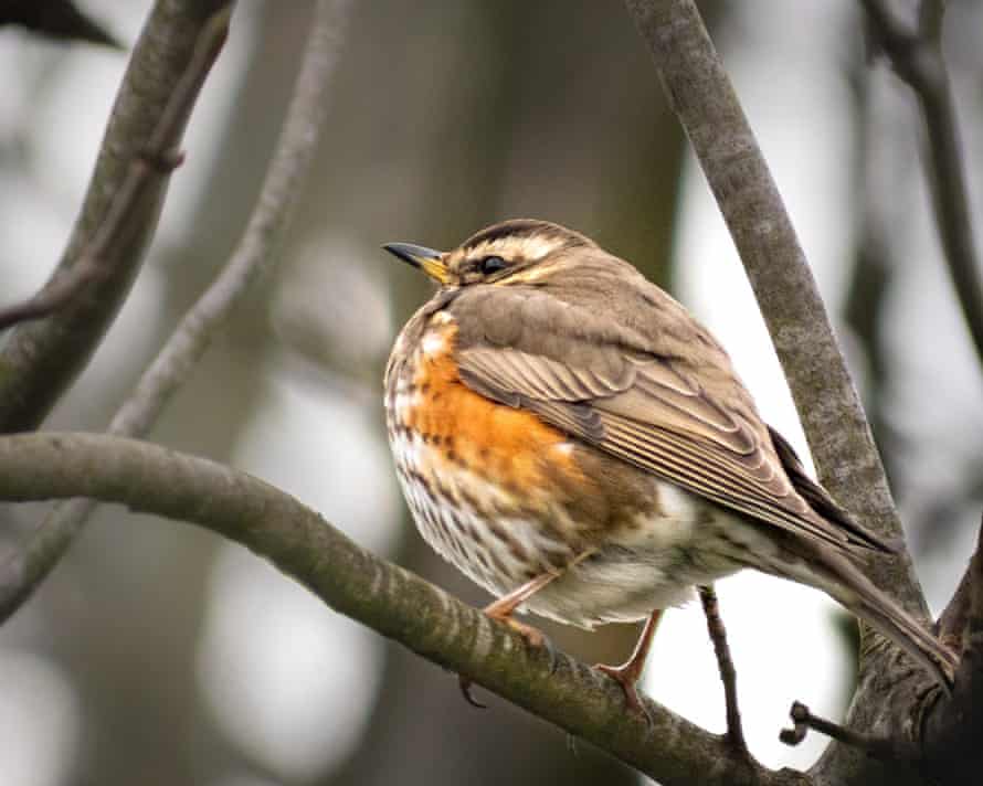 A redwing in St Albans on 6 March.