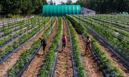 Workers tending the fields at a cannabis farm in Koszalin, Poland.