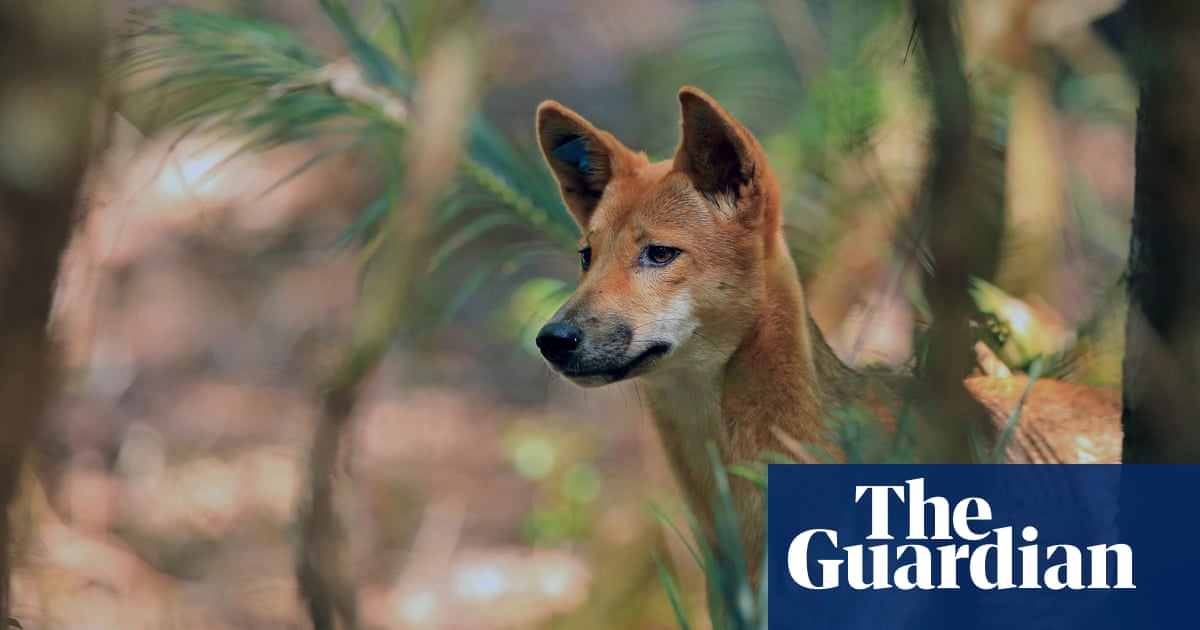 The world's most unloved, underappreciated wildlife – in pictures |  Environment | The Guardian
