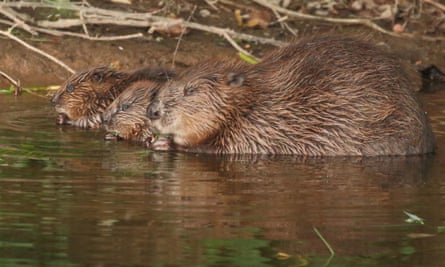 Beavers on the River Otter, Devon.