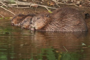 Uma castora com seus kits, retratada no River Otter, Devon. A família está entre os primeiros castores selvagens da Inglaterra em 400 anos.