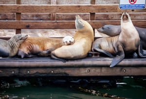 Cinco leões marinhos, com dois levantando a cabeça