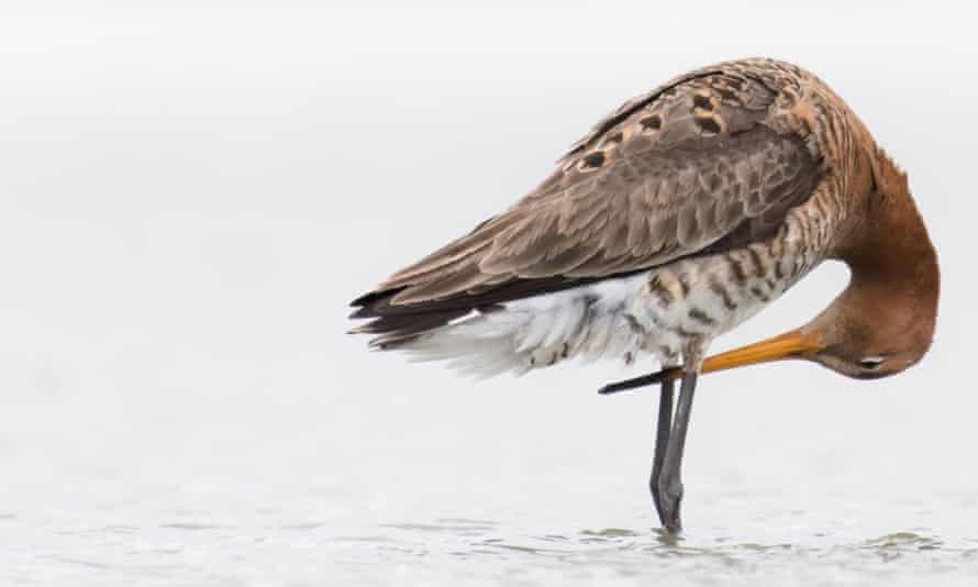 The black-tailed godwit was one of the species included in the study.