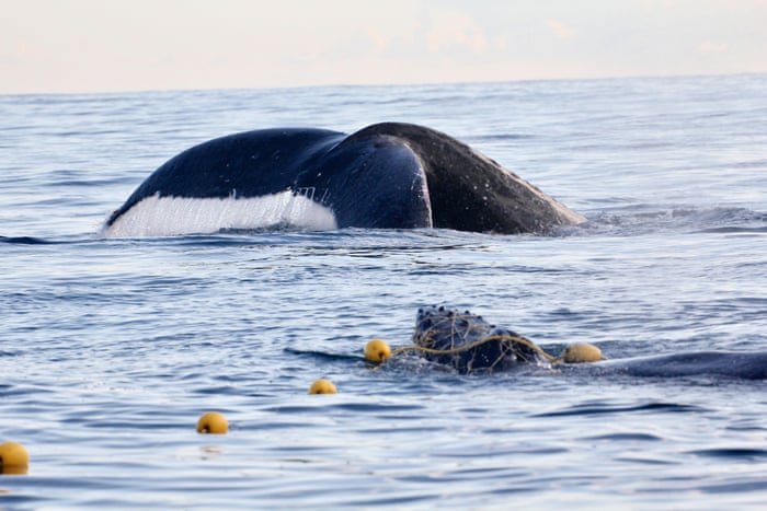 Images Show Baby Humpback Whale Trapped In Shark Net Off