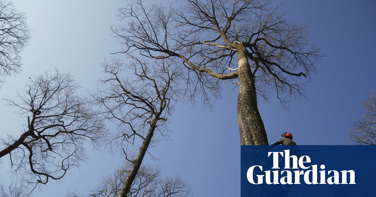 French oaks from once-royal forest felled to rebuild Notre Dame spire