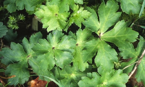 Sanicula has glossy leaves with toothed edges and pale, raised veins.