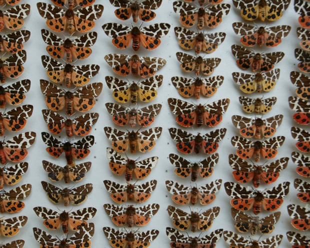 A case of butterflies