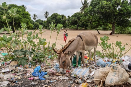A donkey browsing among rubbish in a clearing of trees as a woman carrying a child walks in the background